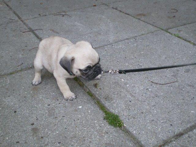 Mops Loui (Dreng) billede 26