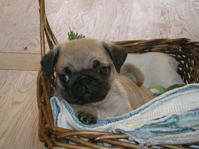 Mops Loui (Dreng) billede 1