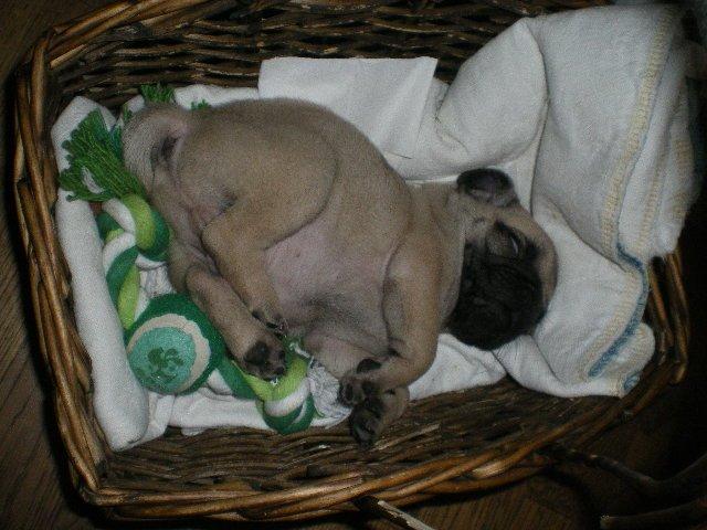 Mops Loui (Dreng) billede 27