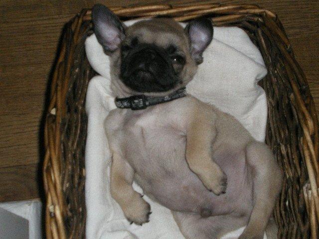 Mops Loui (Dreng) billede 28