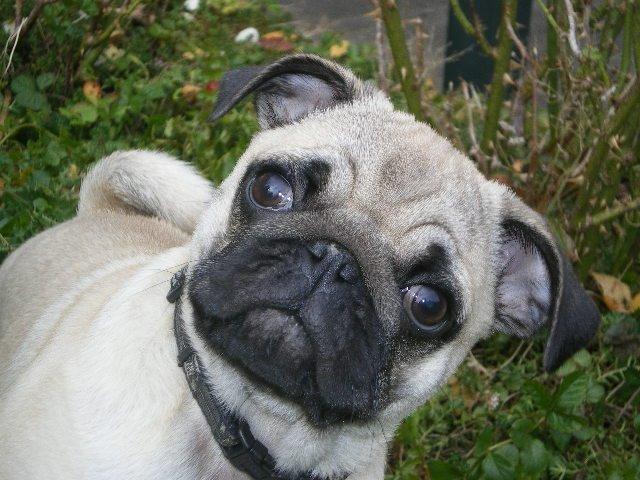 Mops Loui (Dreng) billede 29