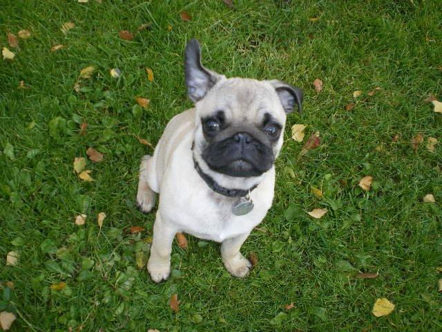 Mops Loui (Dreng) billede 32