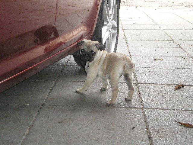 Mops Loui (Dreng) billede 33