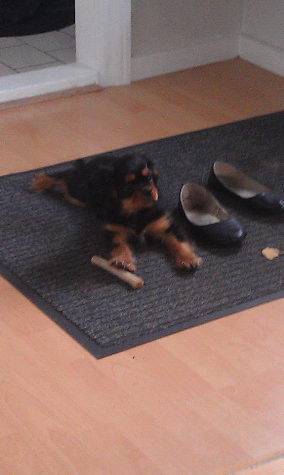 Cavalier king charles spaniel Oskar - Så rart at ligge med kødbenet, men når mor skal fotografere, skal man da lige smile til kameraet (:   billede 17