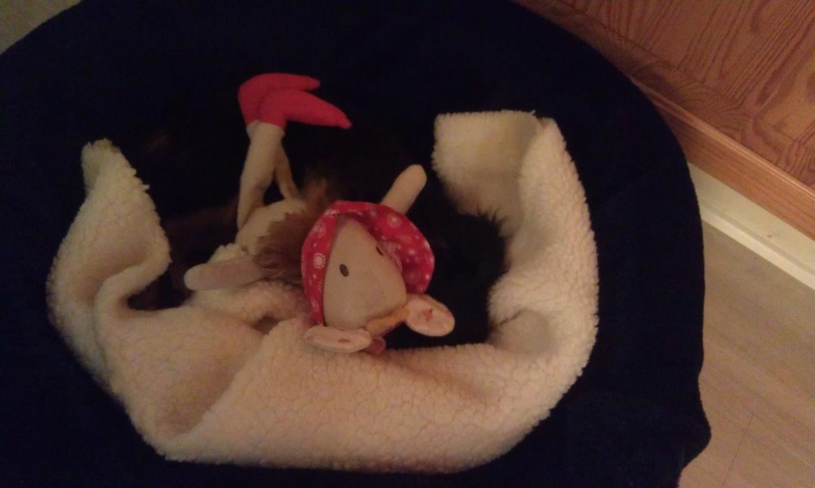 Cavalier king charles spaniel Oskar - Hygger hjemme ved old -forældrende, så hyggeligt at være på besøg, og lege med de andre sjove tøjdyr.   billede 18