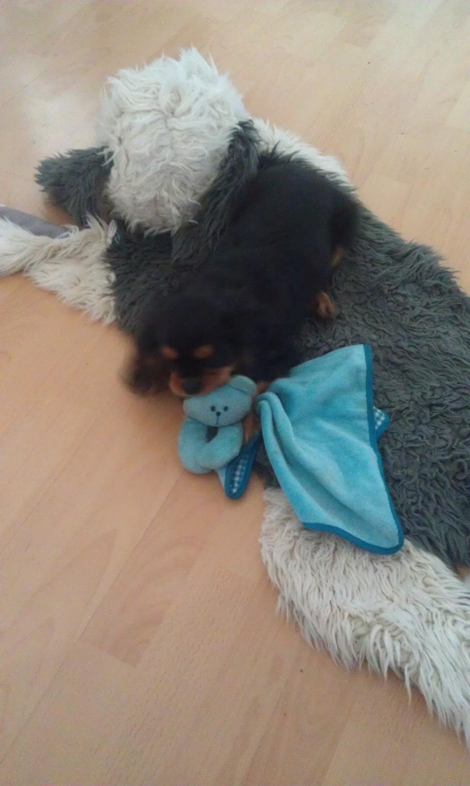 Cavalier king charles spaniel Oskar - Hygger med babykluden, intet er bedre end leg.  billede 19