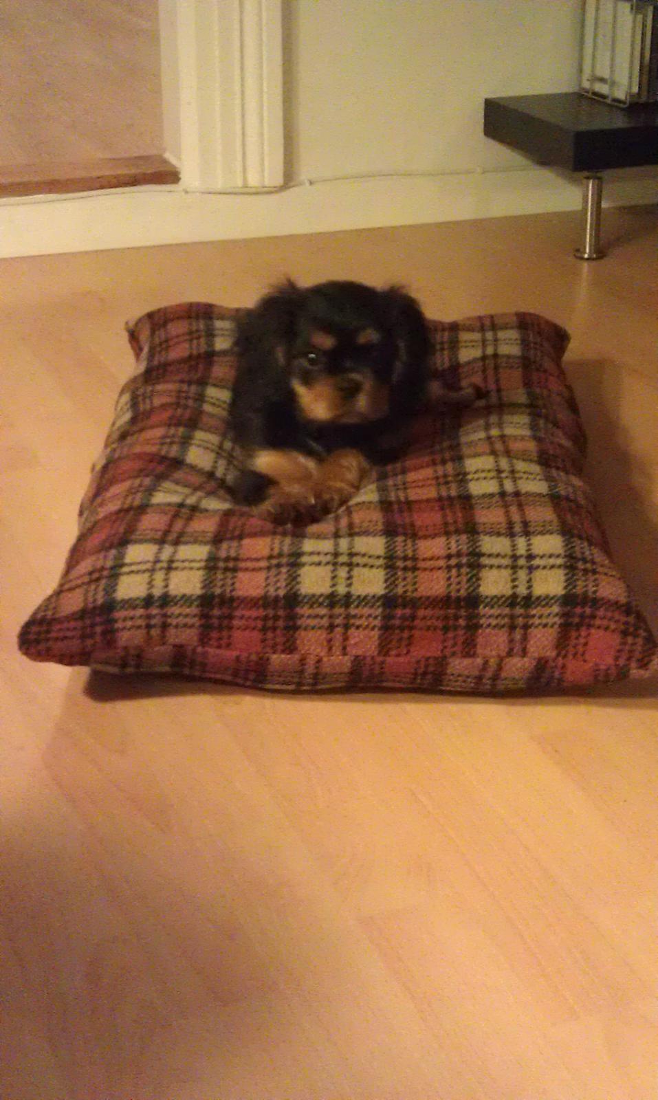 Cavalier king charles spaniel Oskar - Velkommen til Oskars profil, håber i vil nyde min lille charmetrold. Her ligger Oskar og afprøver sin nye hjemmelavede hunde pude.  billede 1