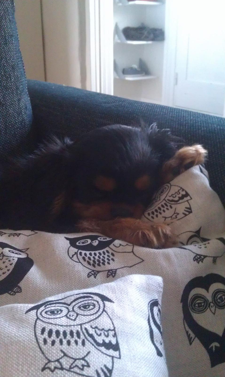 Cavalier king charles spaniel Oskar - Selvfølgelig, vælger man at ligge sig til at putte i mors helt ny syet puder.    billede 20