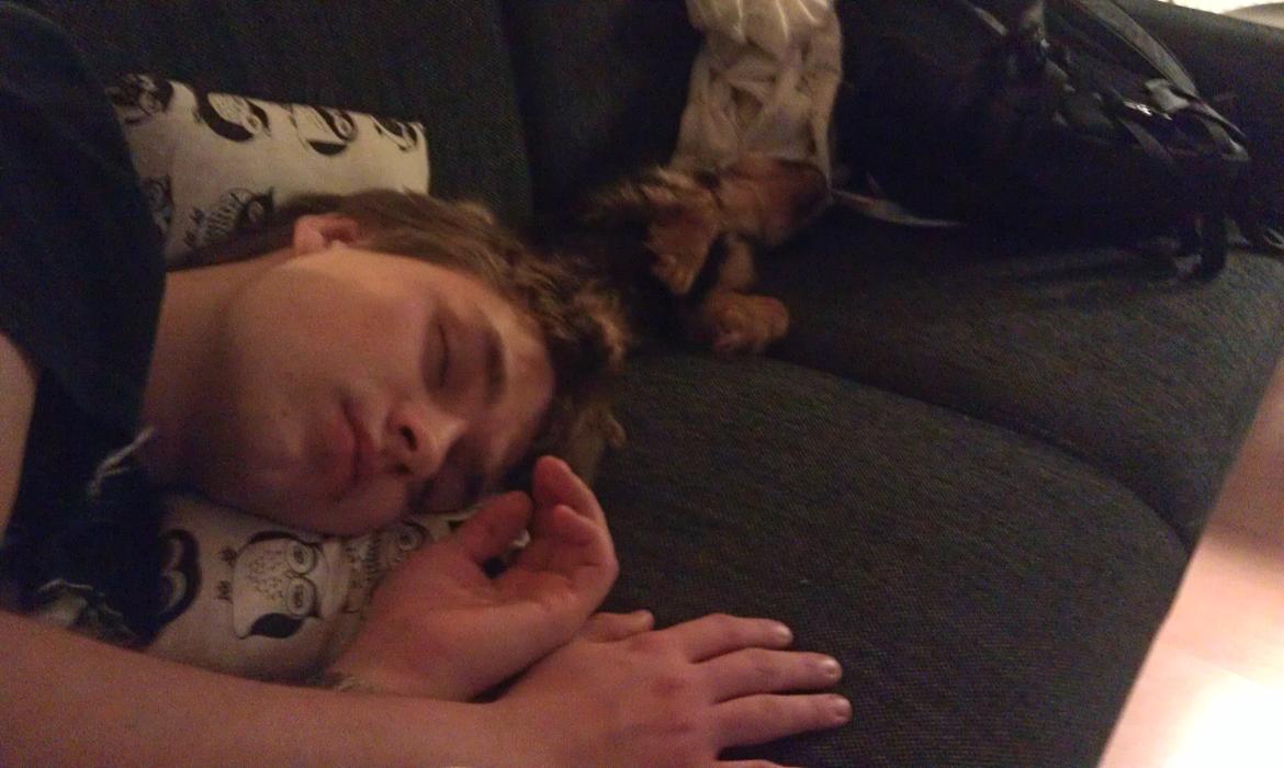 Cavalier king charles spaniel Oskar - Der er ikke meget selskab, når begge drengene sover tirsdag aften.   billede 21