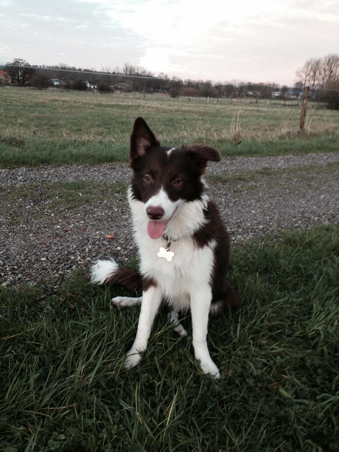 Border collie Enzo billede 12