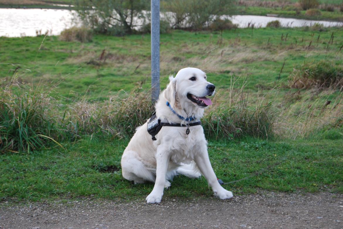 Golden retriever Bastian(Xabax) billede 34