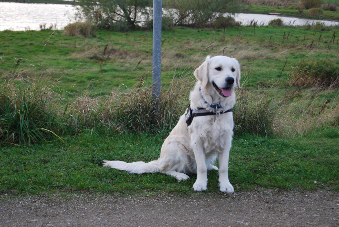 Golden retriever Bastian(Xabax) billede 35