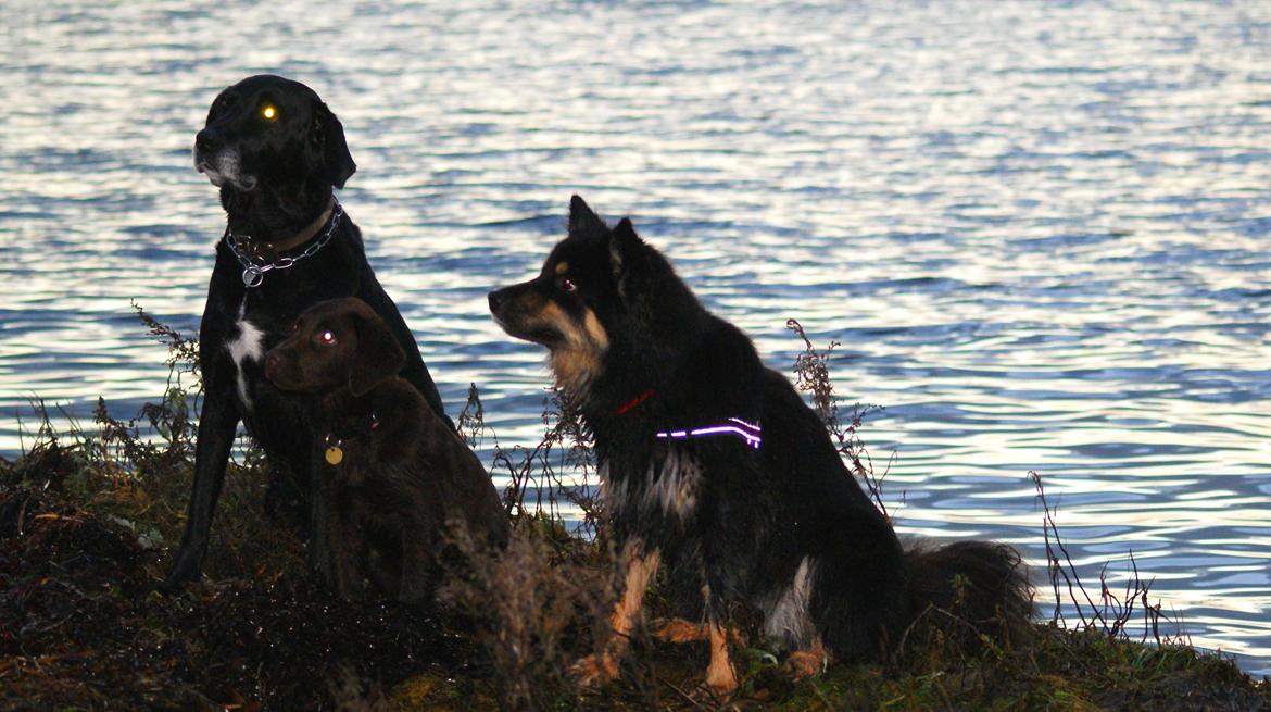 Finsk lapphund Kello Ayla - Ayla med to af sine bedste venner. Labradorene Futte og Cocio <3  billede 34