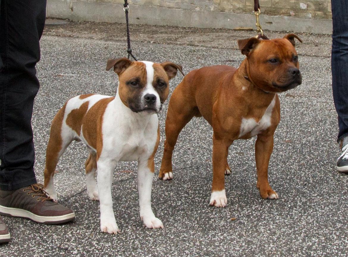 Staffordshire bull terrier Rochamgos Famous Falkner (Hemi) billede 2