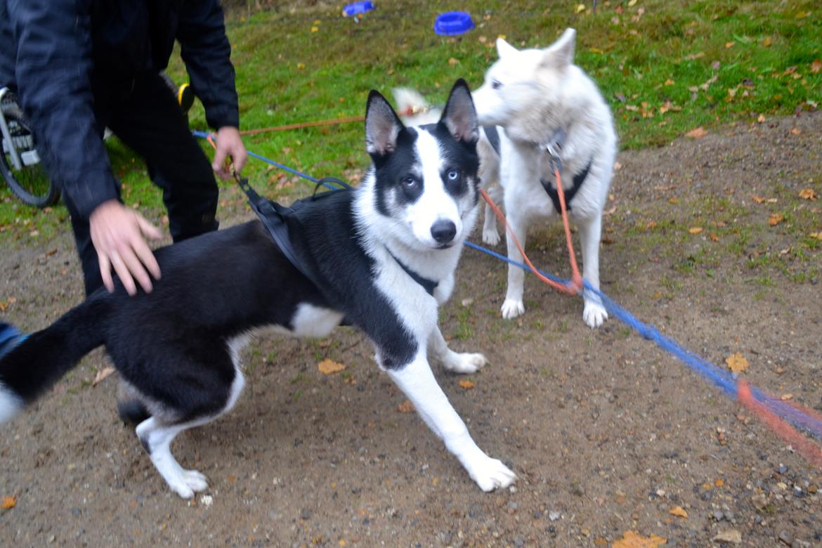 Blanding af racer Blaze billede 19