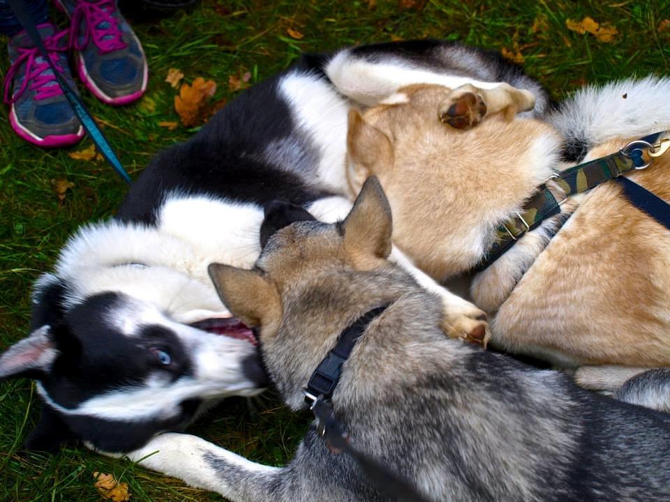 Blanding af racer Blaze billede 21