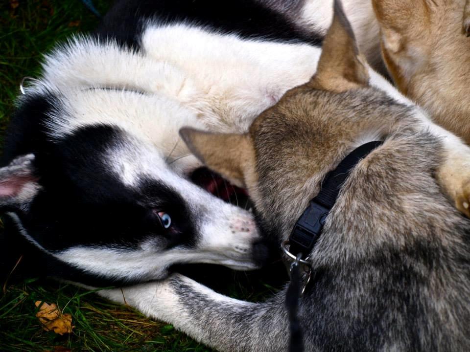 Blanding af racer Blaze billede 22