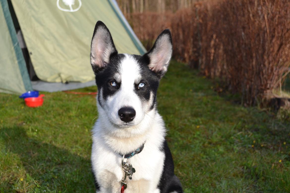 Blanding af racer Blaze billede 23