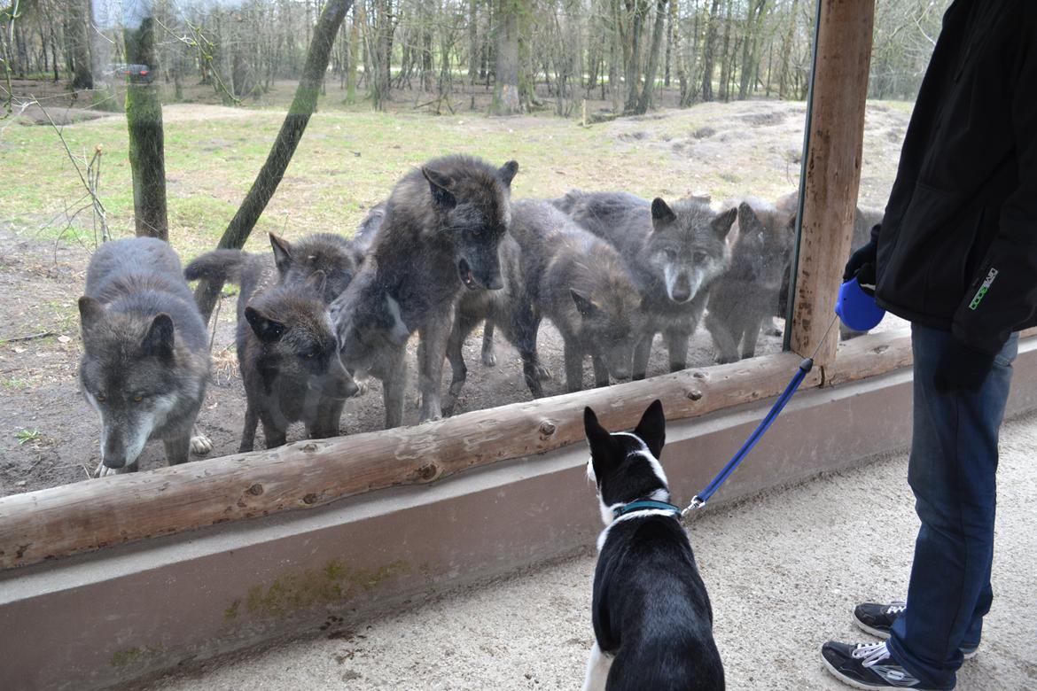 Blanding af racer Blaze billede 24