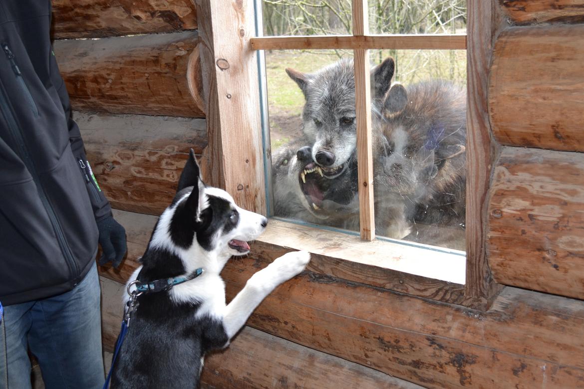 Blanding af racer Blaze billede 25