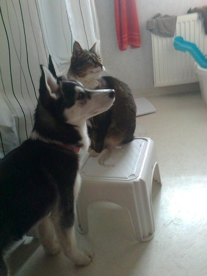 Siberian husky Miriel - Miriel og Figaro billede 21