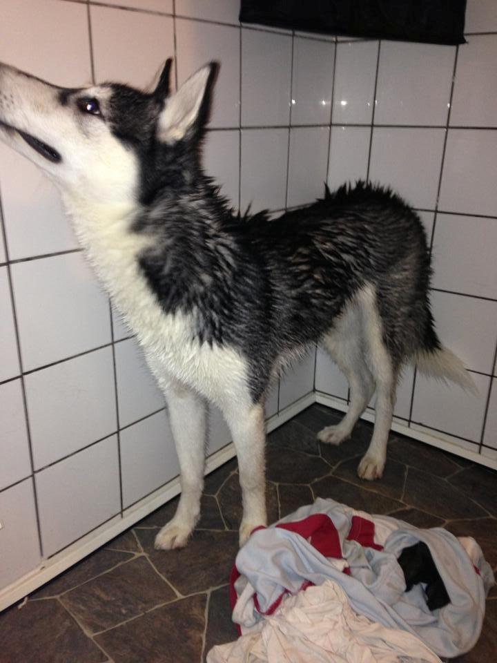 Siberian husky Miriel - Efter et bad.. billede 22