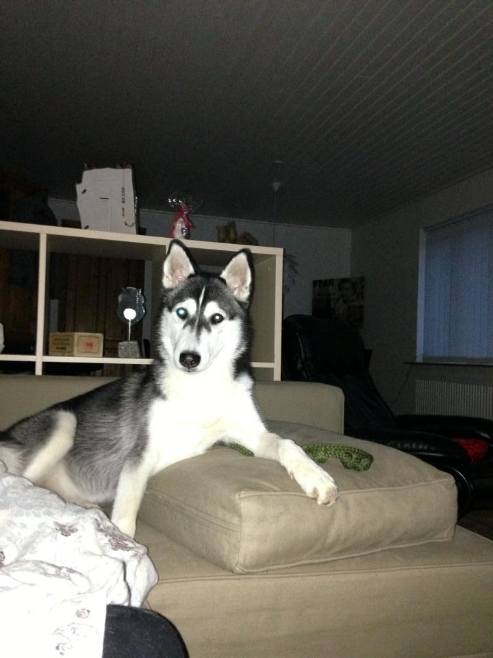 Siberian husky Miriel - Divaen i huset.. billede 23