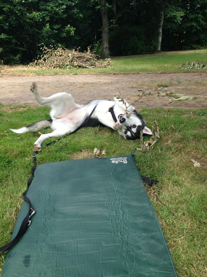 Siberian husky Miriel - Miriel i sommers, i fuld gang med at lege billede 24