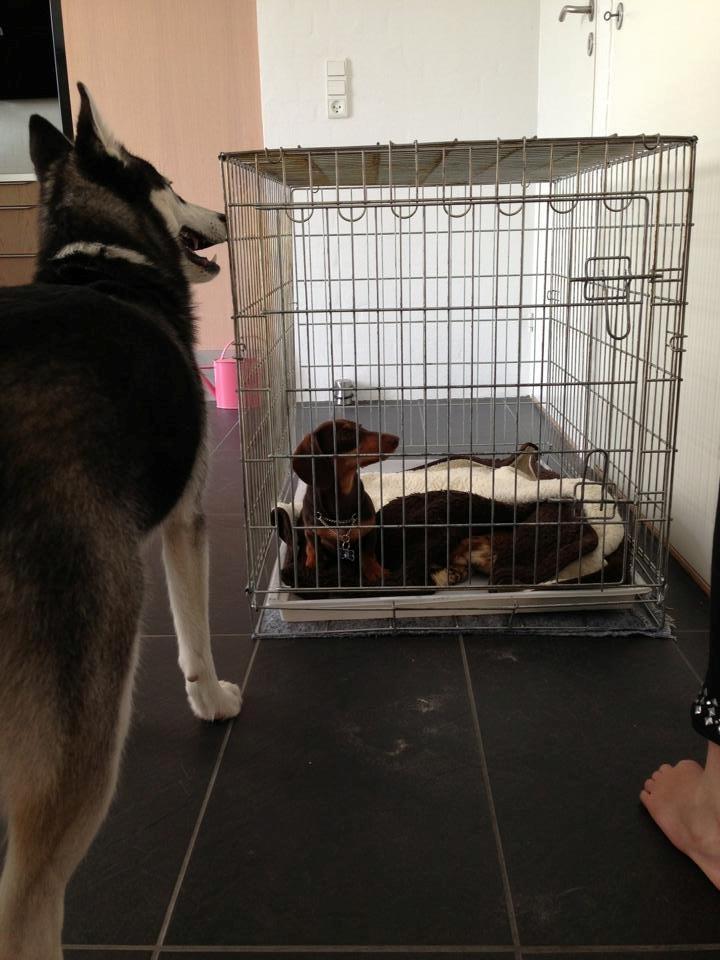 Siberian husky Miriel - Max har overtaget Missens kurv billede 25