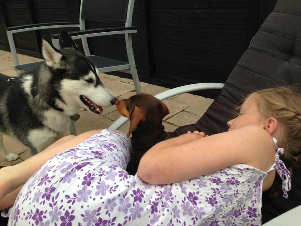 Siberian husky Miriel - Missen, Max og Linea billede 27