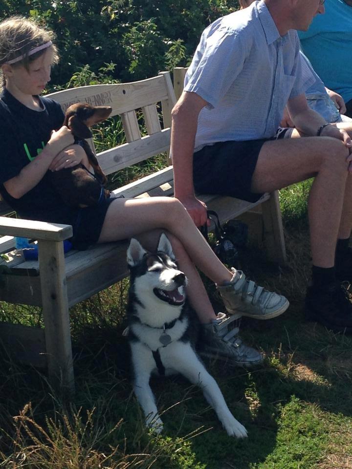 Siberian husky Miriel - På udflugt billede 28