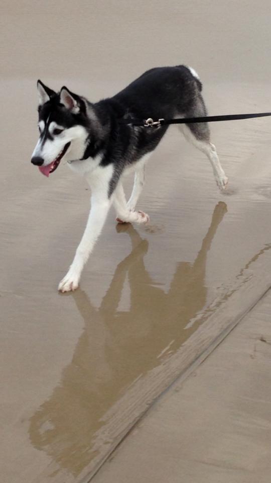 Siberian husky Miriel - Stranden.. et af de bedste steder Missen kender til billede 29