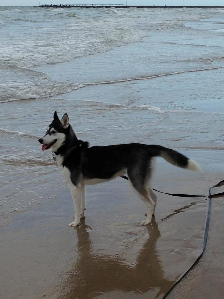 Siberian husky Miriel - Stranden.. billede 30