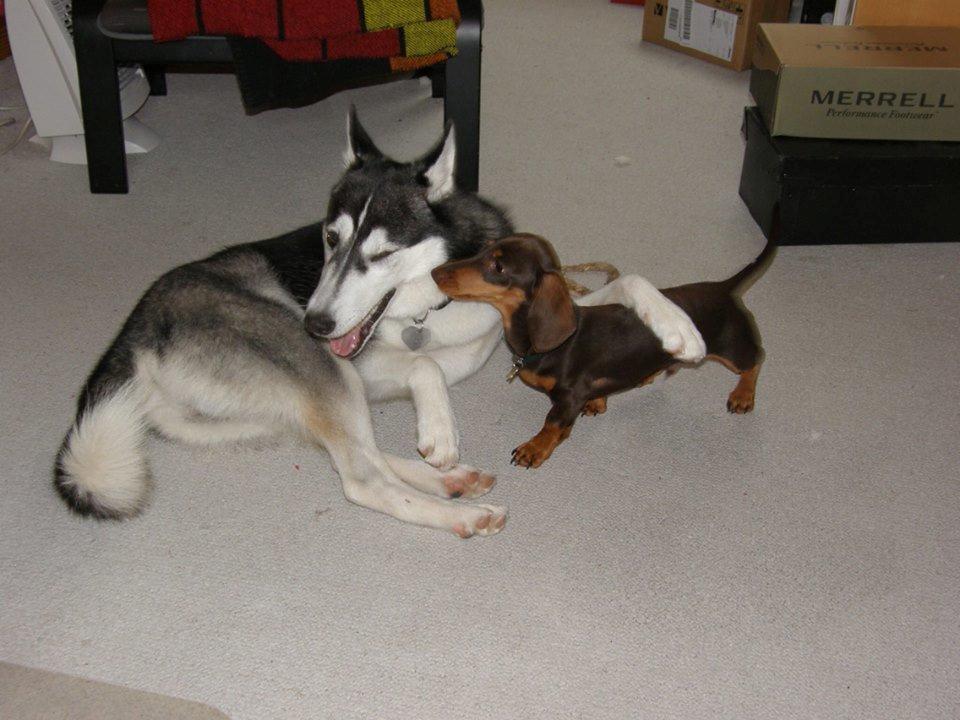 Siberian husky Miriel - Missen og Max billede 32