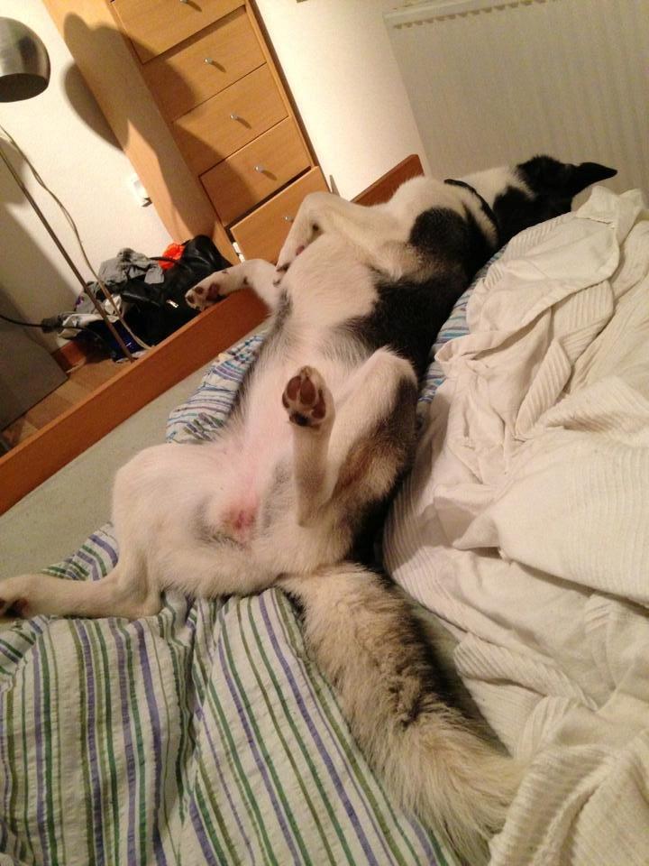 Siberian husky Miriel billede 34