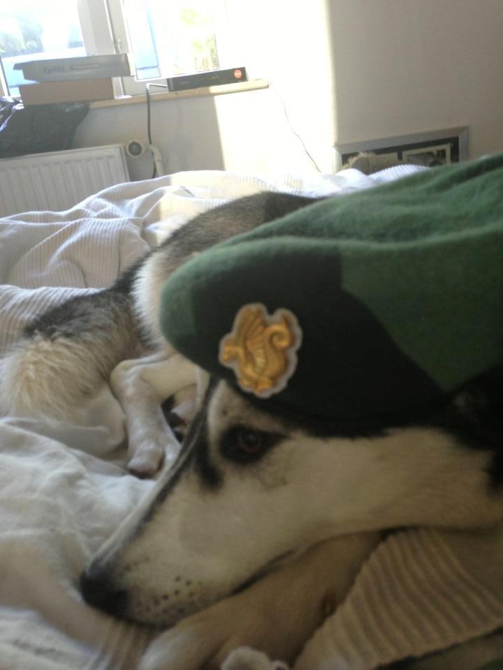 Siberian husky Miriel - Man er vel ikke førehund for ingenting.. billede 35