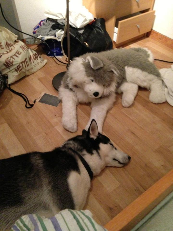 Siberian husky Miriel billede 36