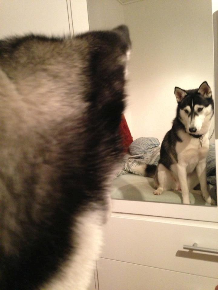 Siberian husky Miriel - Man er vel ikke tæve for ingenting? billede 37