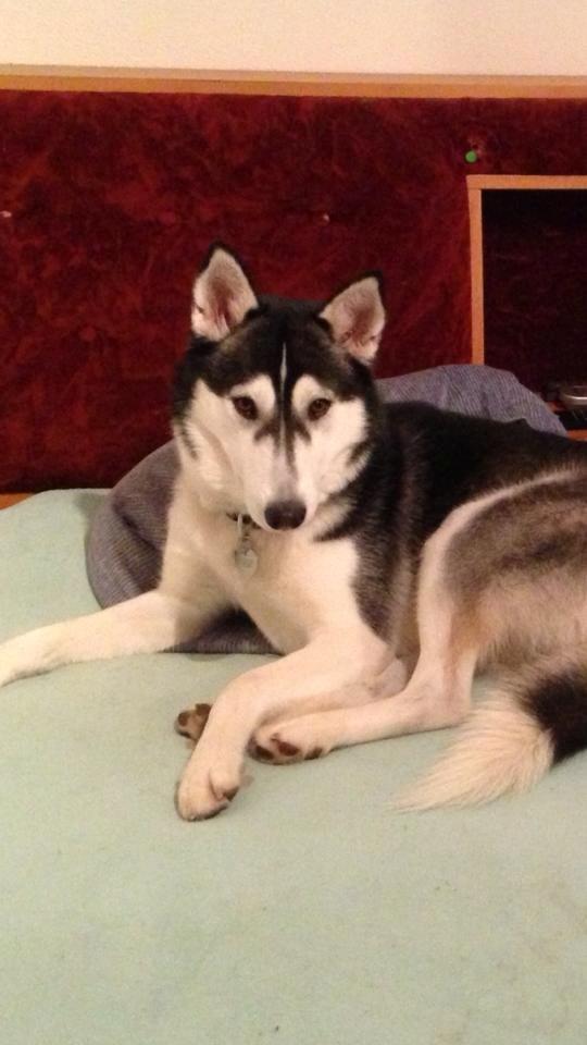 Siberian husky Miriel billede 38