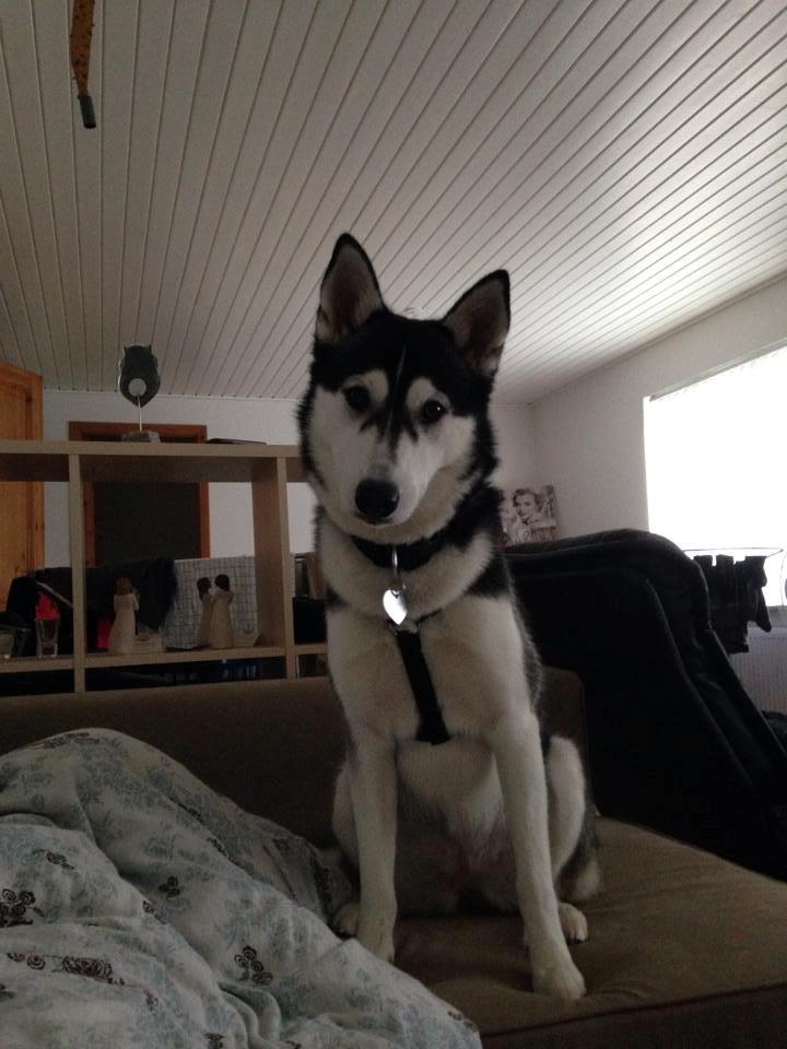 Siberian husky Miriel billede 39