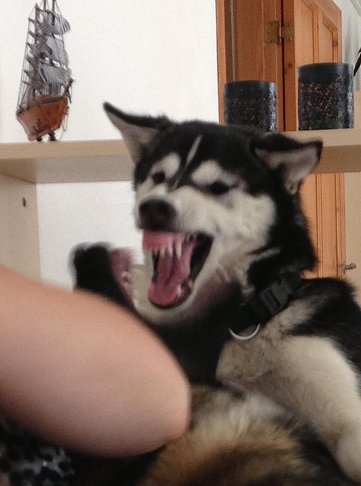 Siberian husky Miriel - Farlig ulv! billede 41