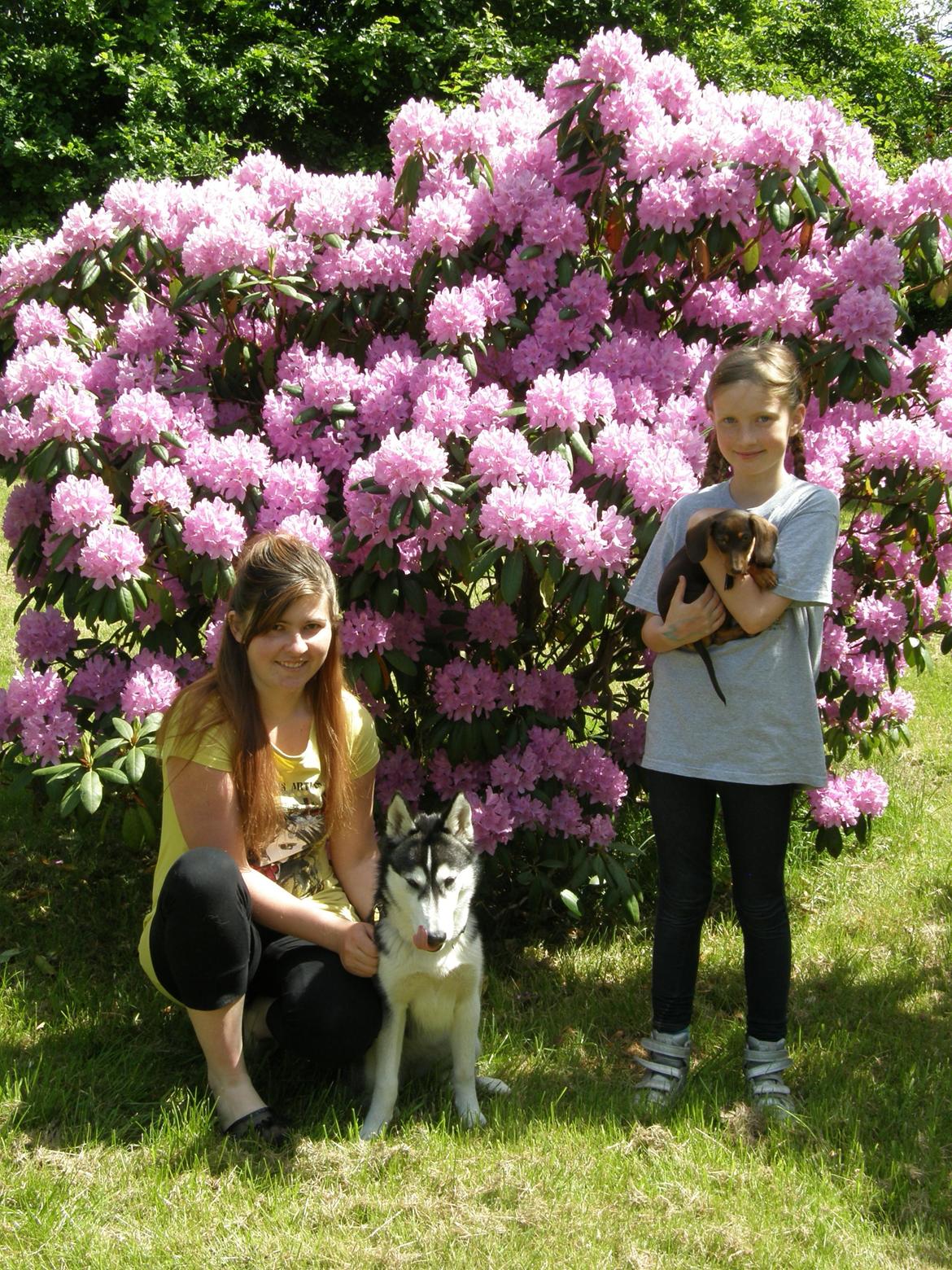 Siberian husky Miriel billede 42