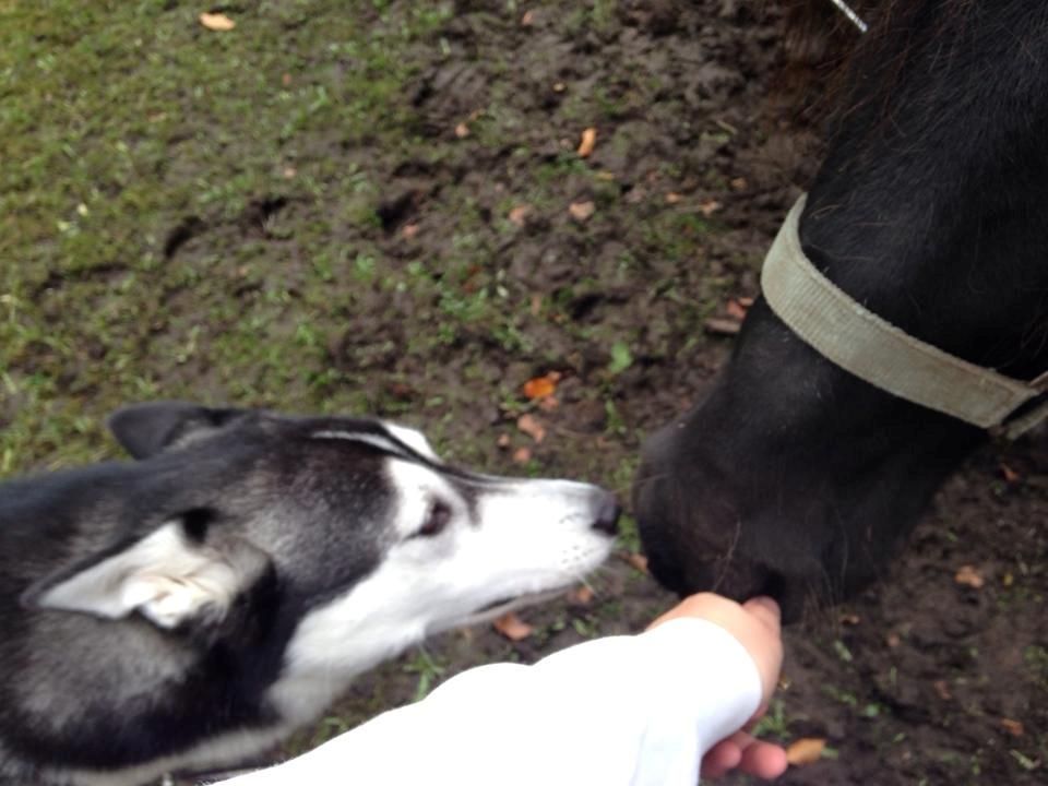 Siberian husky Miriel - Mine dyr <3 billede 44