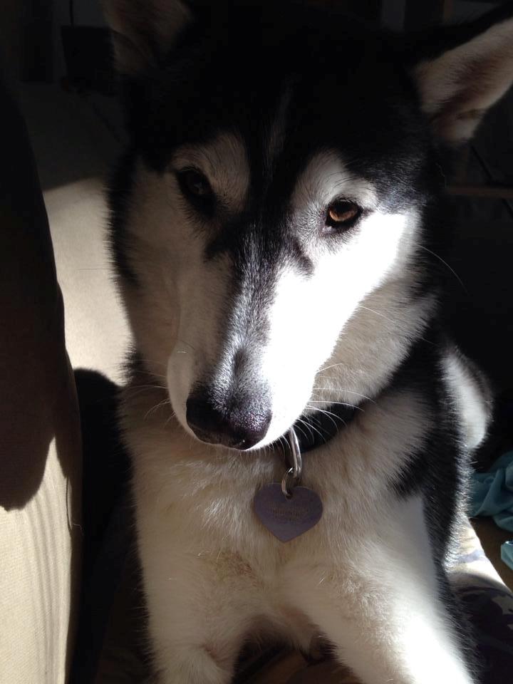 Siberian husky Miriel billede 46