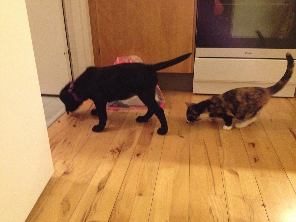 Blanding af racer Bella ( sov sødt lille bella :'( ) <3 billede 8