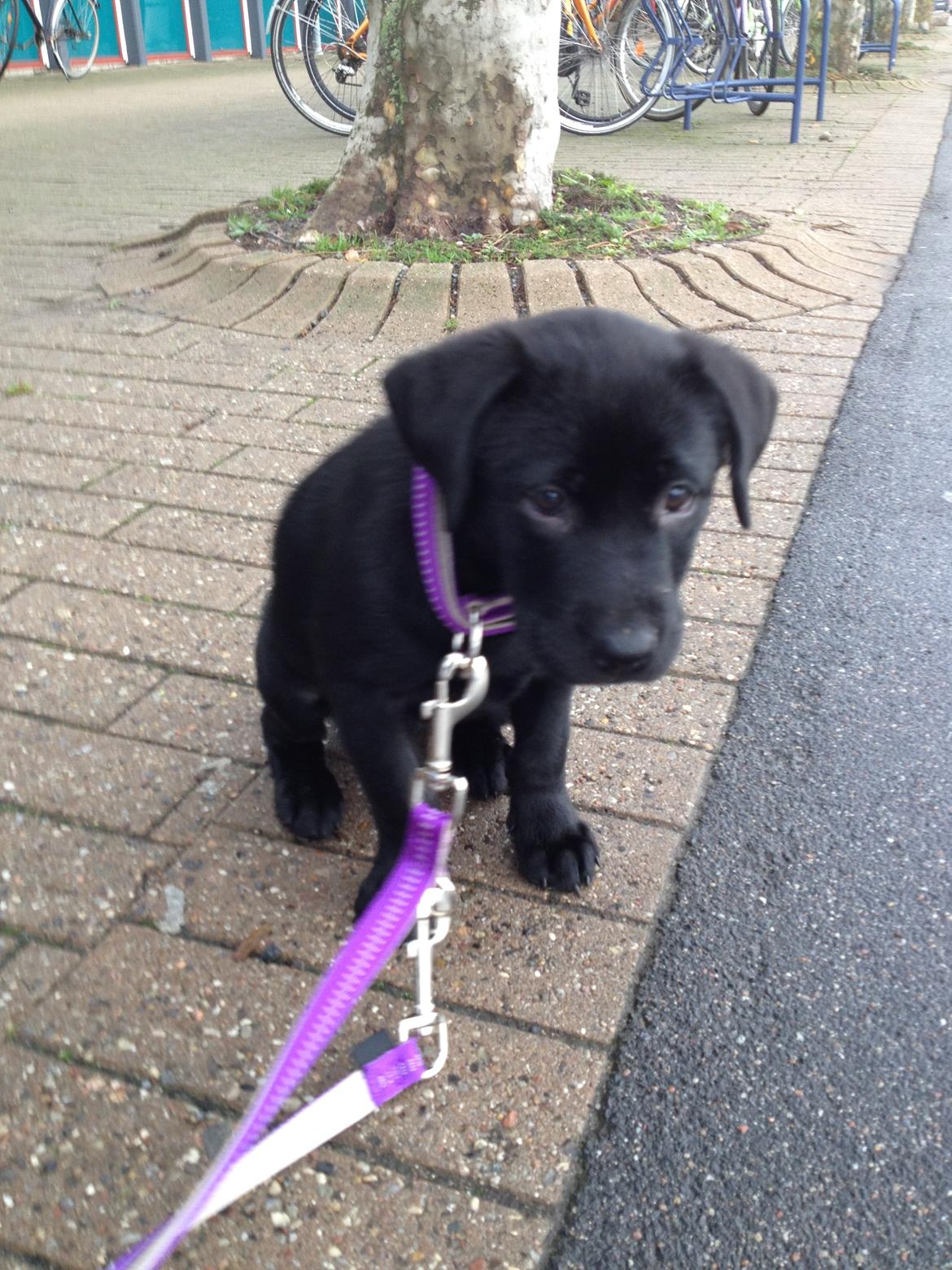 Blanding af racer Bella ( sov sødt lille bella :'( ) <3 billede 9