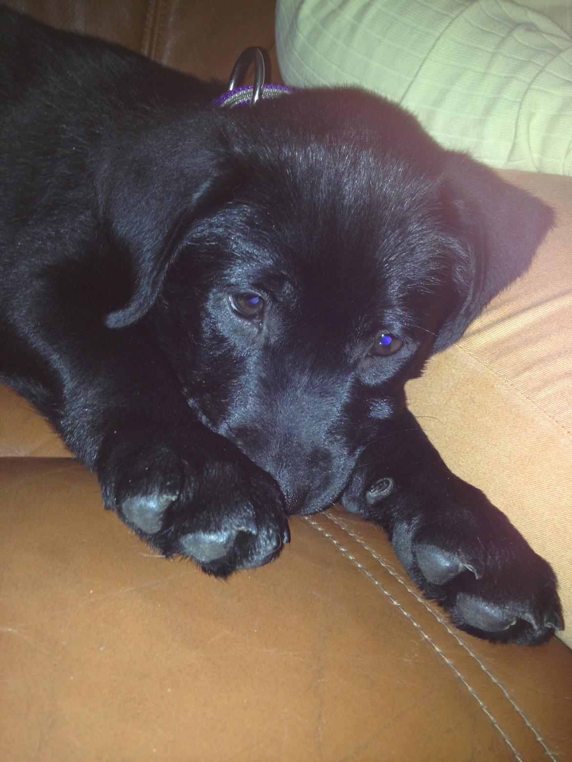 Blanding af racer Bella ( sov sødt lille bella :'( ) <3 billede 10