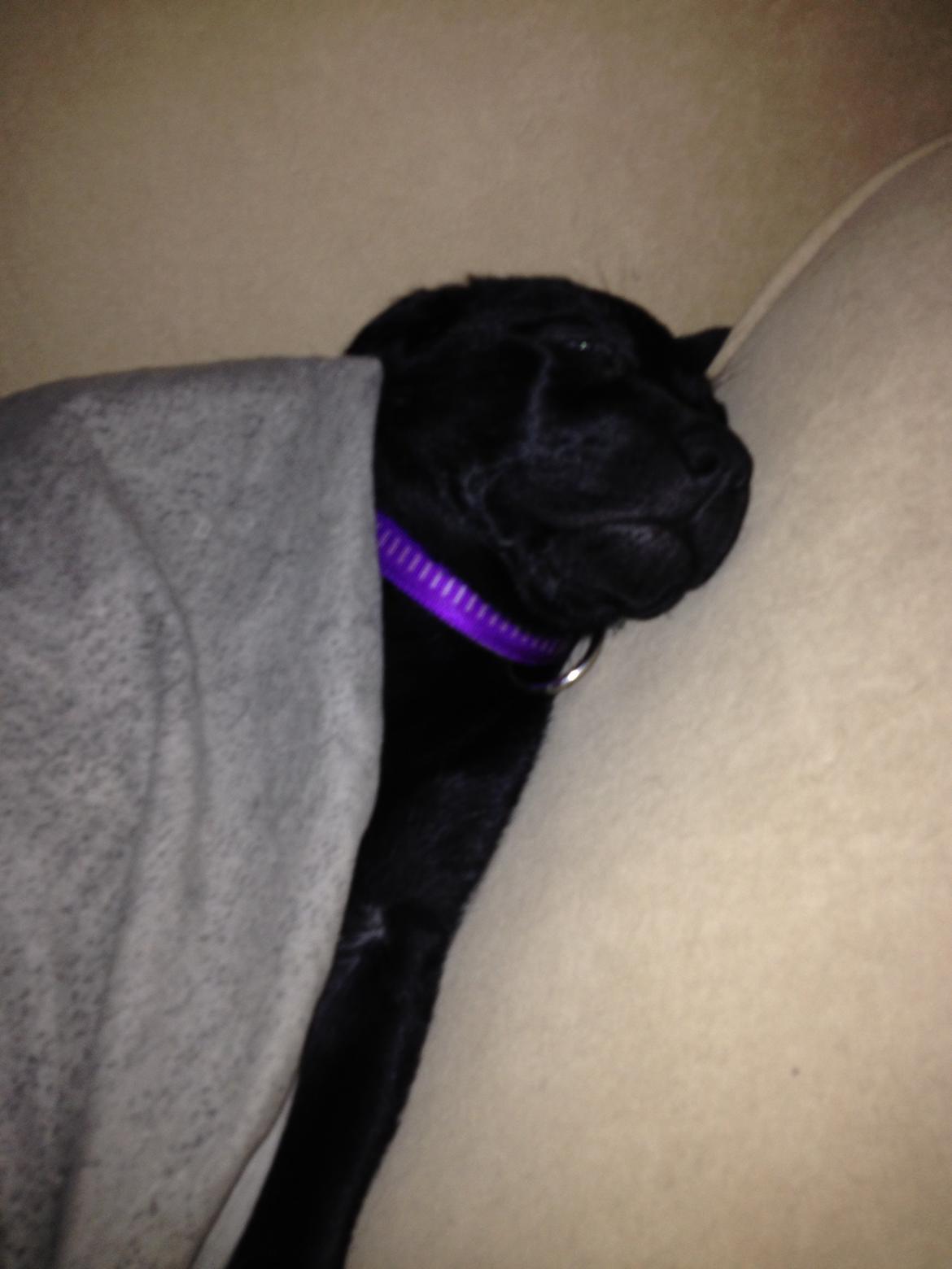 Blanding af racer Bella ( sov sødt lille bella :'( ) <3 billede 11