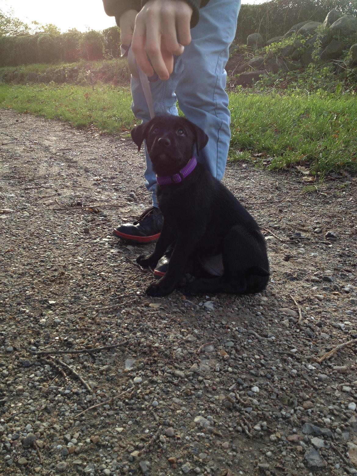 Blanding af racer Bella ( sov sødt lille bella :'( ) <3 billede 12