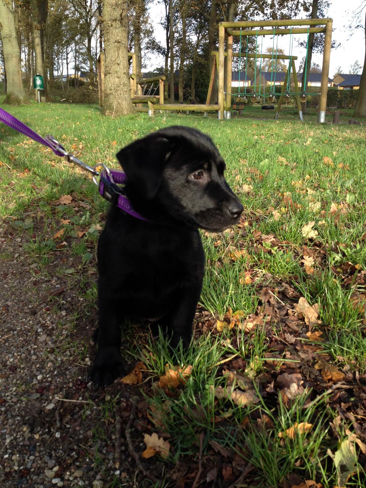 Blanding af racer Bella ( sov sødt lille bella :'( ) <3 billede 13